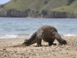 El dragón o monstruo de Komodo es un saurio que puede llegar a medir tres metros y pesar 90 kg. Apenas sobreviven unos mil 400 ejemplares en las costas de Indonesia. AFP 7 ARCHIVO