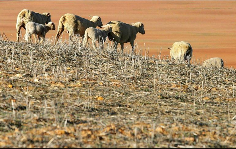 Se han registrado más de 10 mil desastres impulsados por el calentamiento global entre 1970 y 2019. EFE/ARCHIVO