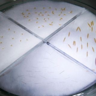 México y EU atraerán empresas para fabricar semiconductores: SE