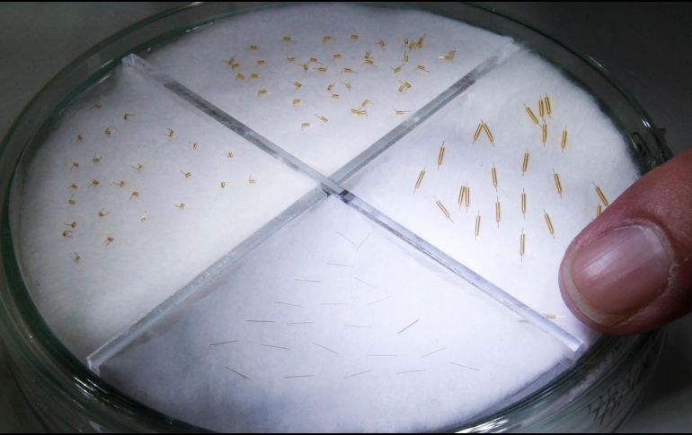 Se busca que empresas en Jalisco y Baja California formen parte de la cadena de programación y producción. AP/Archivo