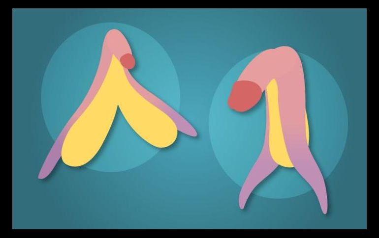 A la izquierda el clítoris, a la derecha el pene. GETTY IMAGES