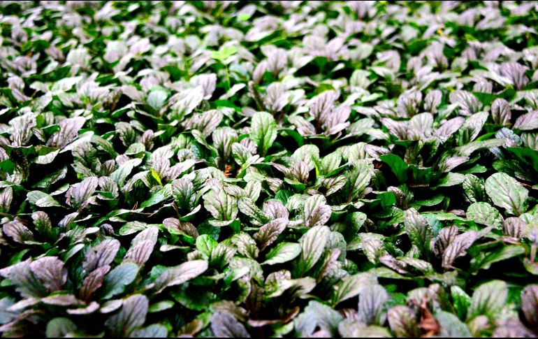 Este conocimiento ancestral se ha conseguido mediante prueba y error por los pueblos indígenas. NTX/ARCHIVO