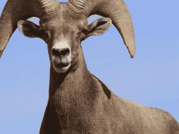 Usuarios de twitter mejoraron la imagen de la Profepa. INSTAGRAM/@museodeldesierto