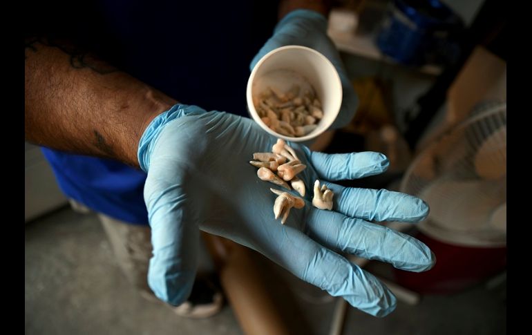 En seis meses, el cuerpo, las virutas de madera y la paja se transformarán en suficiente tierra para llenar la batea de una pickup. AP/T. Peipert