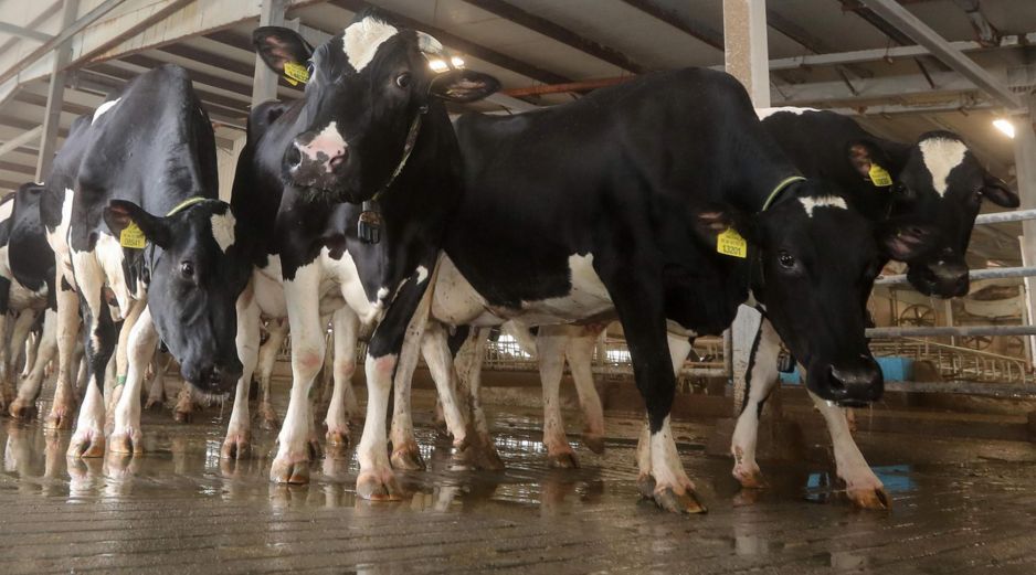 La capacidad del país para exportar carne de vacuno no se verá afectada. AFP/Archivo