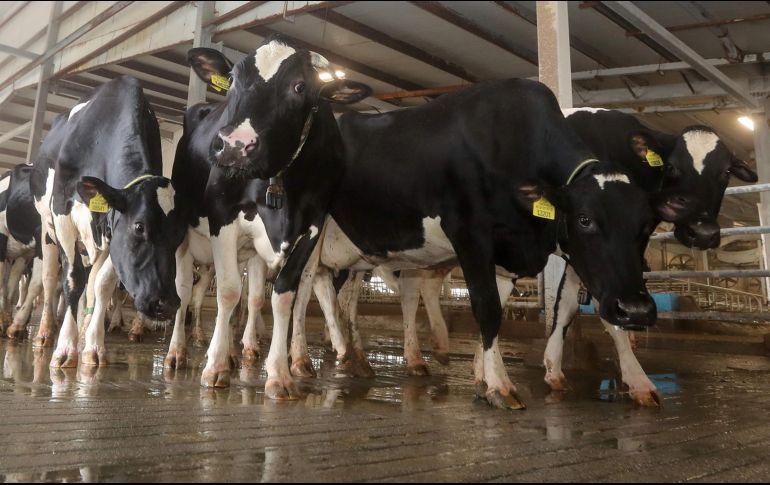 La capacidad del país para exportar carne de vacuno no se verá afectada. AFP/Archivo