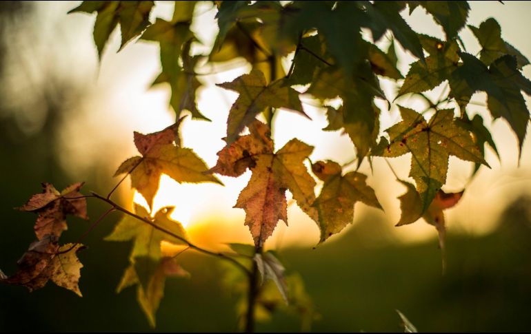 También conocido como equinoccio de septiembre, marca el ingreso del otoño en el Hemisferio Norte y la primavera en el Hemisferio Sur. EL INFORMADOR / ARCHIVO