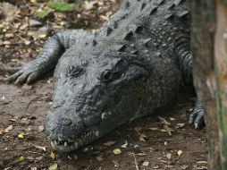 El perro fue operado, pues el caimán le había clavado los dientes profundamente, y su dueña tuvo que recibir puntos de sutura por las dentelladas del caimán, pero ambos salvaron la vida. NTX / ARCHIVO