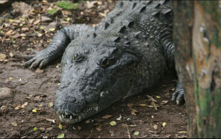 El perro fue operado, pues el caimán le había clavado los dientes profundamente, y su dueña tuvo que recibir puntos de sutura por las dentelladas del caimán, pero ambos salvaron la vida. NTX / ARCHIVO