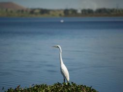 Hasta el 20 de septiembre, de las 210 principales presas de México, 75 están al 100% de su llenado, con un total en conjunto de 16 mil 714.79 Mm3. EL INFORMADOR / ARCHIVO
