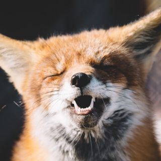 Todas las firmas del grupo Kering dejan atrás el uso de pieles