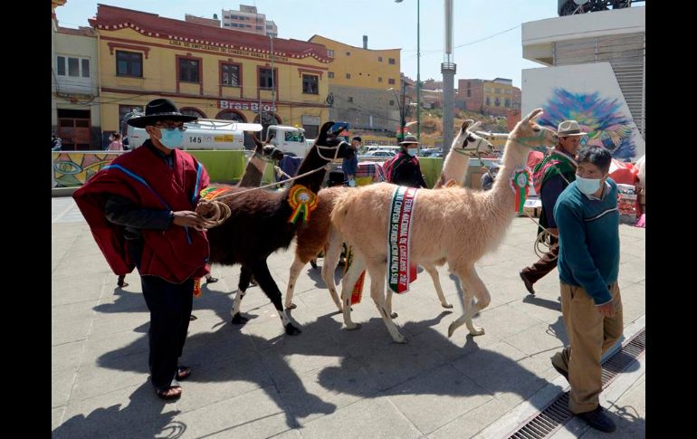 La crianza de camélidos como llamas, alpacas y vicuñas en Bolivia busca entrar en la 