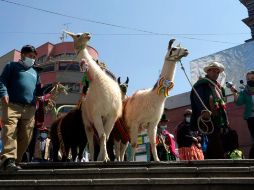 La crianza de camélidos como llamas, alpacas y vicuñas en Bolivia busca entrar en la 