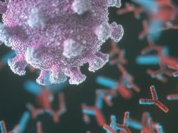 Los anticuerpos son clave para combatir los virus, pero a veces se vuelven 
