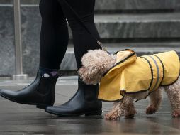 La ley de protección de animales en Corea del Sur busca, sobre todo, prohibir la matanza cruel de perros y gatos, pero no prohíbe su consumo. AP / ARCHIVO
