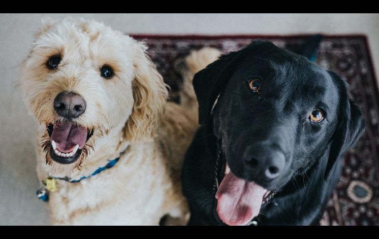 UNSPLASH/ JAY WENNINGTON