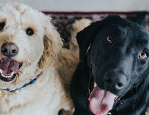 UNSPLASH/ JAY WENNINGTON