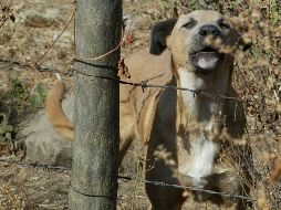No debemos bajar la guardia, pues ya que por cada perro infectado de rabia se pueden contagiar de 10 a 15 más. EL INFORMADOR / ARCHIVO
