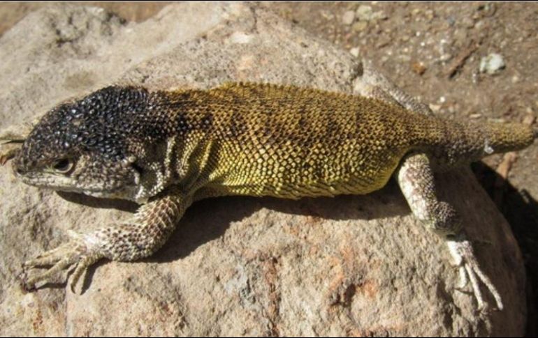 Representa un valioso aporte de las áreas naturales protegidas del Perú. ESPECIAL/Gobierno de Perú
