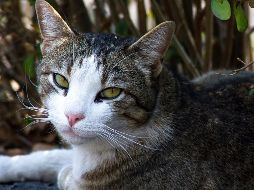 El país está tomando medidas estrictas para contener nuevos brotes del coronavirus. NTX / ARCHIVO