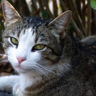 Polémicas medidas: Sacrifican en China a tres gatos tras dar positivo al COVID-19