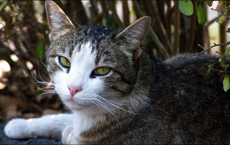 El país está tomando medidas estrictas para contener nuevos brotes del coronavirus. NTX / ARCHIVO
