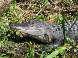 El video donde un hombre improvisa un método para atrapar a un cocodrilo se volvió viral. PEXELS