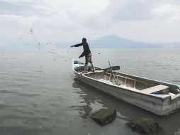 Lago. Las lluvias han provocado que Chapala suba 77 centímetros en este temporal. El Informador