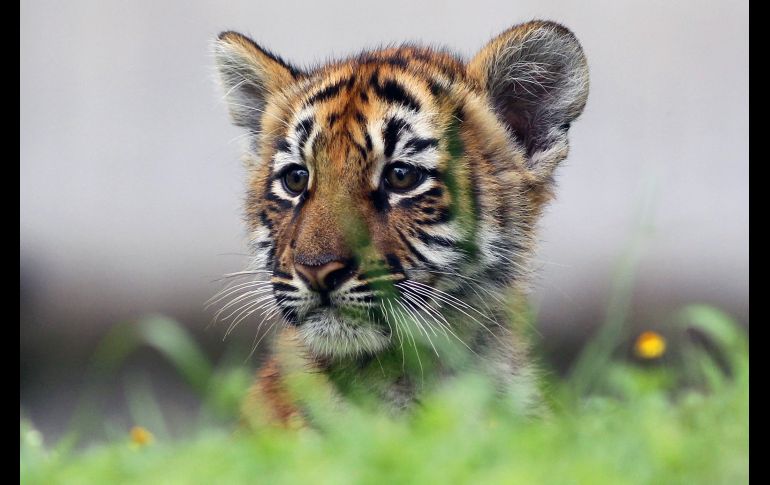 El zoológico en la capital de Jalisco tiene nuevos habitantes desde hace tres meses. AFP/U. Ruiz