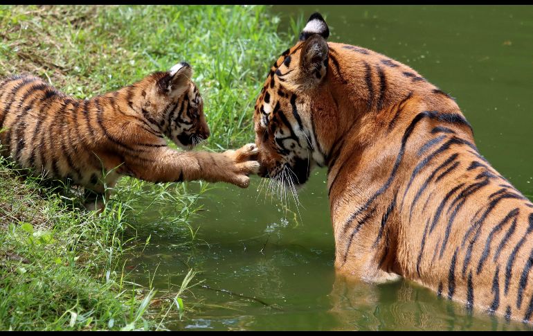 Los cachorros pesan de 780 a  mil 600 gramos al nacer. Son amamantados de 3 a 6 meses y comienzan a viajar con la madre cuando tienen de 5 a 6 meses de edad. AFP/U. Ruiz