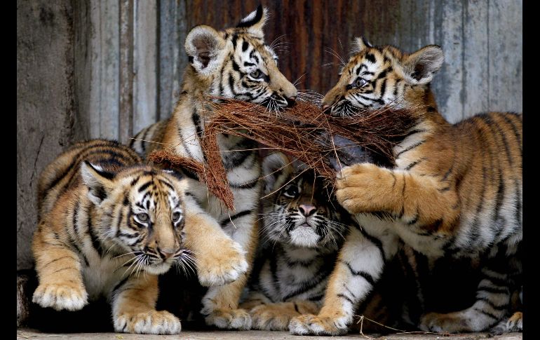 Se trata de cuatro crías de tigre de Bengala, dos hembras y dos machos. AFP/U. Ruiz