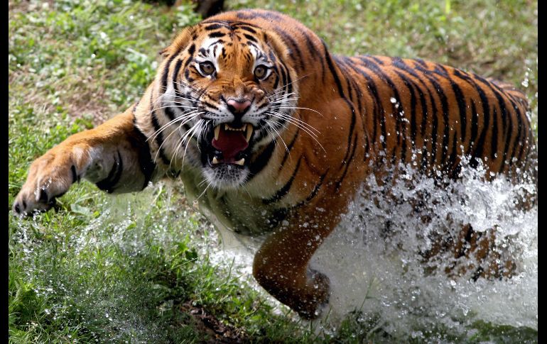 Las hembras enseñan a sus cachorros como cazar a sus presas y en general a sobrevivir en la naturaleza. AFP/U. Ruiz