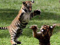 Cachorros de tigre de Bengala en su recinto en el Zoológico de Guadalajara. AFP/U. Ruiz
