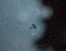 Los municipios de San Gabriel con 22 casos; Tonila 5; La Huerta 17 y Zapotitlán de Vadillo con 5; tienen la mayor tasa de incidencia por cada cien mil habitantes. EL INFORMADOR / ARCHIVO