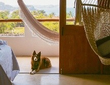 Encontrarás espacios bien adaptados para que tu lomito lo pase bomba en su descanso mutuo. ESPECIAL