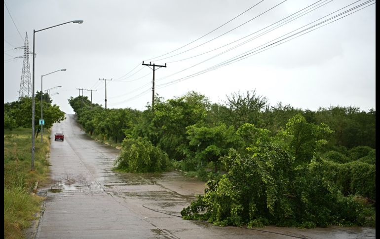 Árboles cayeron por los fuertes vientos. AP/R. Echeagaray