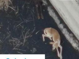 Los perros quedaron dentro y alrededor de un patio amurallado en Todoque, rodeados por la lava del volcán de La Palma. TWITTER@CabLaPalma