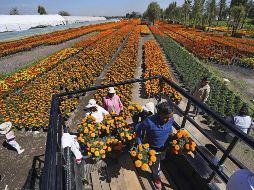 Temporada. Trabajadores agrícolas cargan macetas de cempasúchil en una camioneta. AP/M. Ugarte