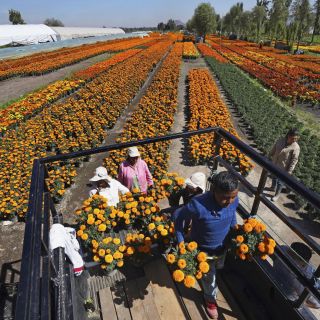 El encanto de la flor de los muertos