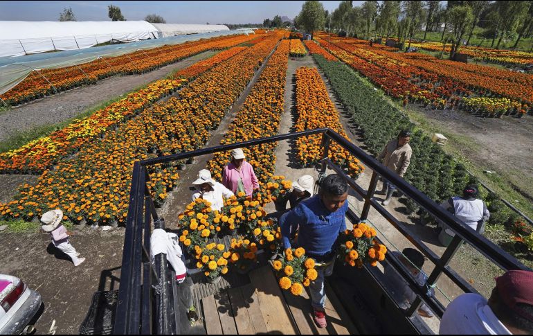 Temporada. Trabajadores agrícolas cargan macetas de cempasúchil en una camioneta. AP/M. Ugarte