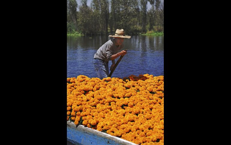 Xochimilco.  Se realizó en este lugar una exhibición de la flor. AP/M. Ugarte