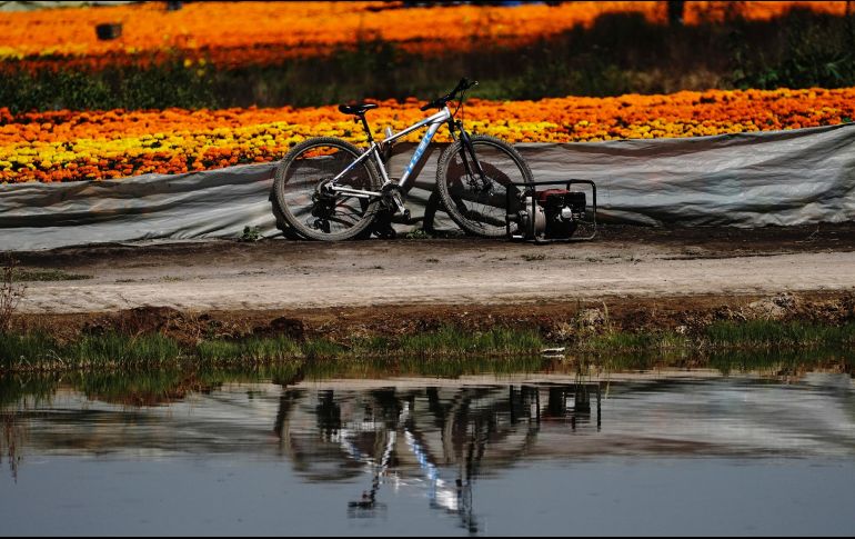 Naranja. Tonos amarillos, naranjas y dorados caracterizan a esta flor. AP/M. Ugarte