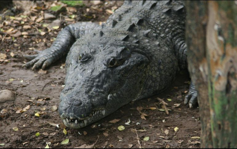 El hombre dijo que entiende que el lago es un lugar peligroso y por lo general toma medidas de precaución antes de entrar en las aguas, pero ese día tenía prisa. NTX / ARCHIVO