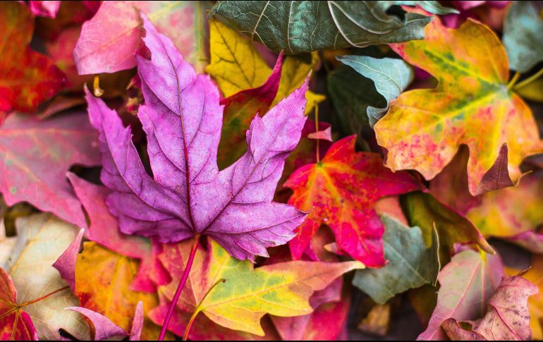 Disfruta del otoño. ESPECIAL/Photo by Jeremy Thomas on Unsplash.