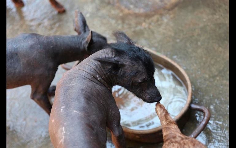 Se cree que el xolo se originó hace dos mil años en el occidente de México. EFE/S. Gutiérrez