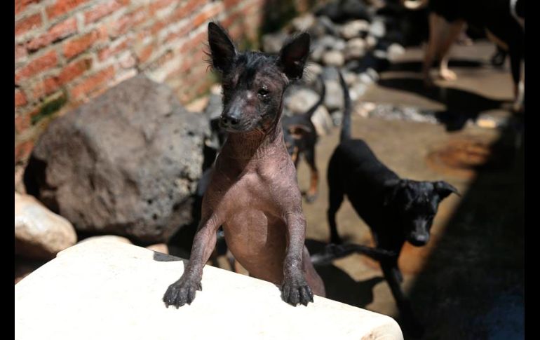 Se cree que el xolo se originó hace dos mil años en el occidente de México. EFE/S. Gutiérrez
