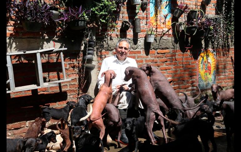 Se cree que el xolo se originó hace dos mil años en el occidente de México. EFE/S. Gutiérrez