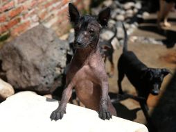 Se cree que el xolo se originó hace dos mil años en el occidente de México. EFE/S. Gutiérrez