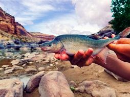 La construcción de presas perjudicó el hábitat de dicha especie. AP/ T. Francis