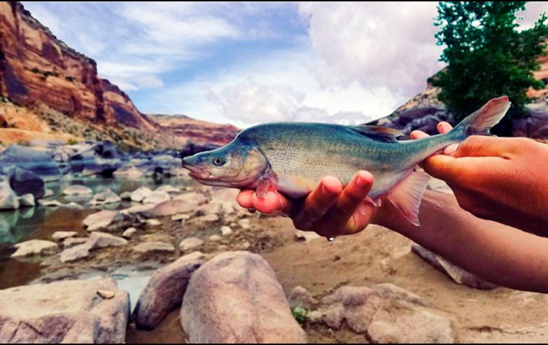 La construcción de presas perjudicó el hábitat de dicha especie. AP/ T. Francis